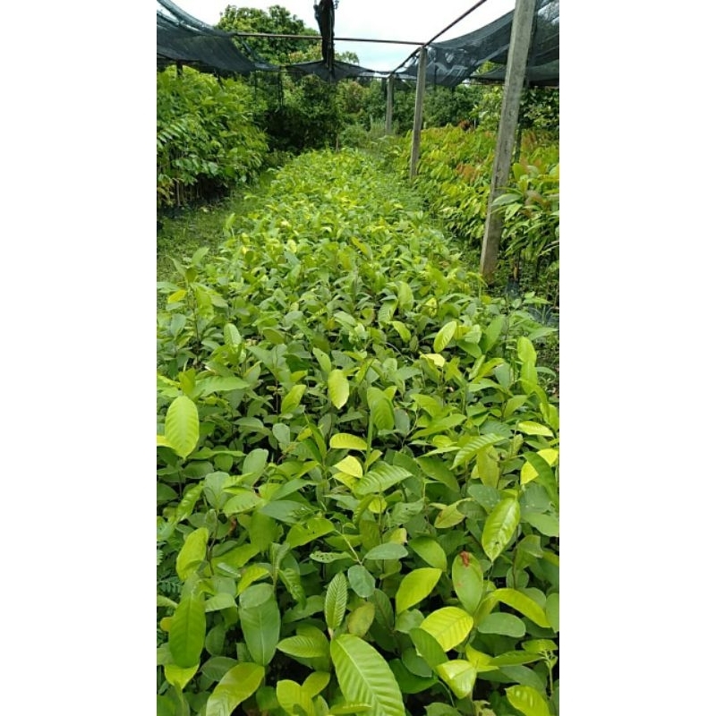 ภาพเพิ่มเติมของ ต้นพะยอมขาว พะยอมใต้ ดอกสีขาวมีกลิ่นหอม ขนาด 60 - 80 ซม. น้ำท่วมไม่ตาย