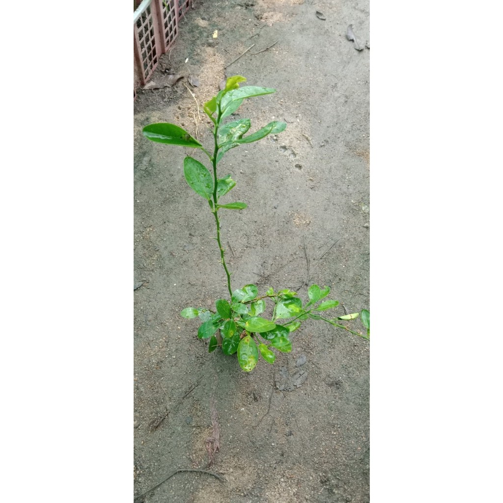 ภาพเพิ่มเติมของ ต้นกล้ามะนาวแป้น เพาะเมล็ด พร้อมปลูกในถุงดำ 49 บาท รากแข็งแรง น้ำท่วมไม่ตาย ทนทานต่อโรค เปลือกบาง น้ำเยอะ